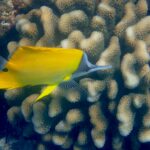 butterflyfish